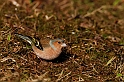 Chaffinch male - G